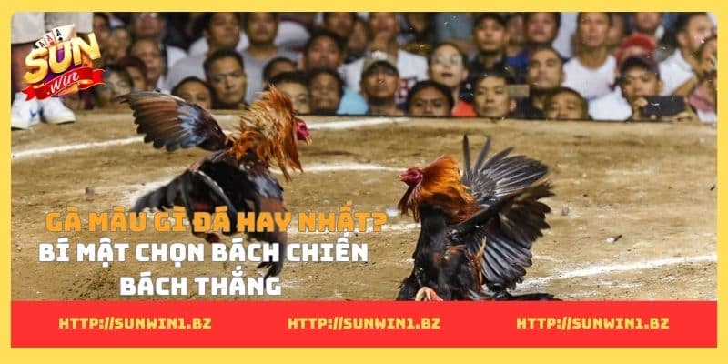 Gà màu gì đá hay nhất