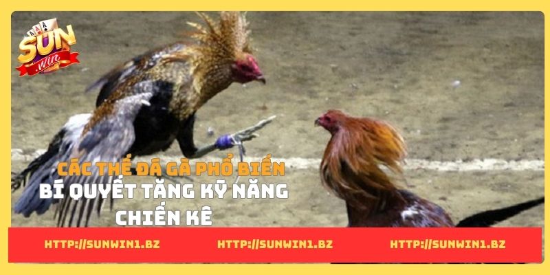 Các thế đá gà phổ biến